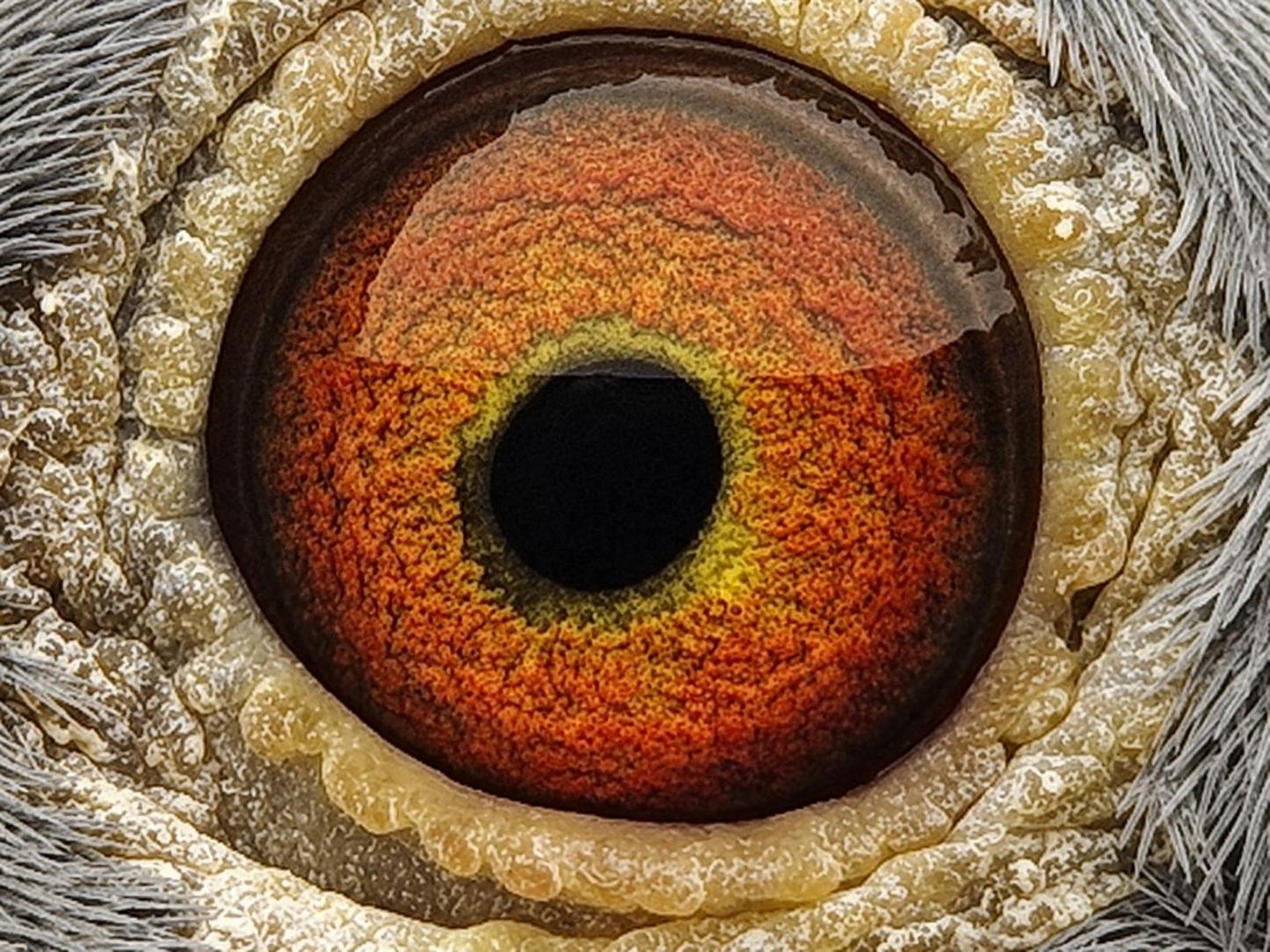 Pigeon eye